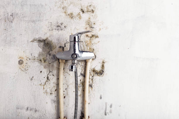 Best Commercial Mold Removal  in Plymouth, CA