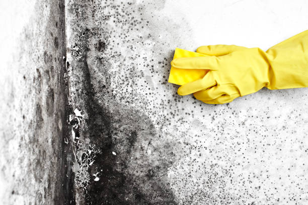 Best Emergency Mold Removal  in Plymouth, CA