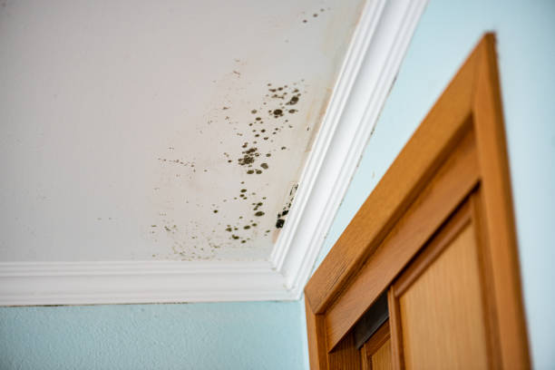 Best Best Mold Removal Companies  in Plymouth, CA