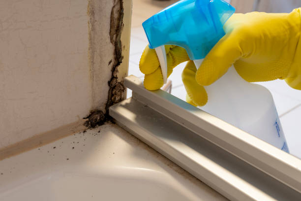 Best Mold Removal Company Near Me  in Plymouth, CA
