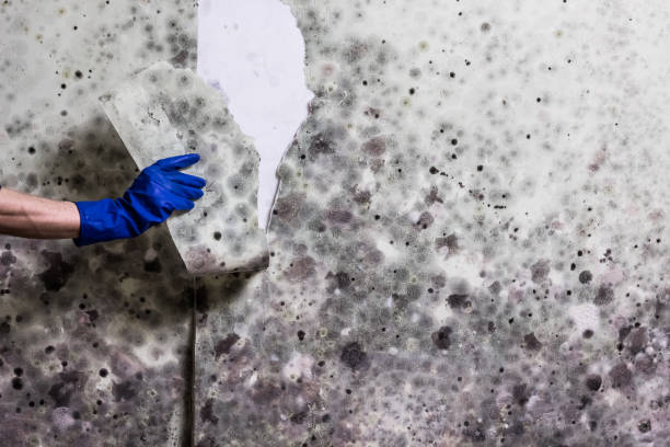 Best Mold Damage Repair  in Plymouth, CA