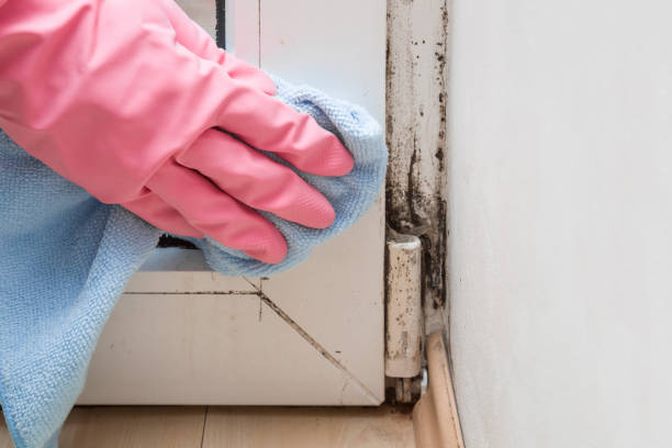 Best Mold Remediation  in Plymouth, CA
