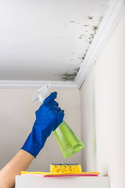 Best Mold Removal and Inspection  in Plymouth, CA